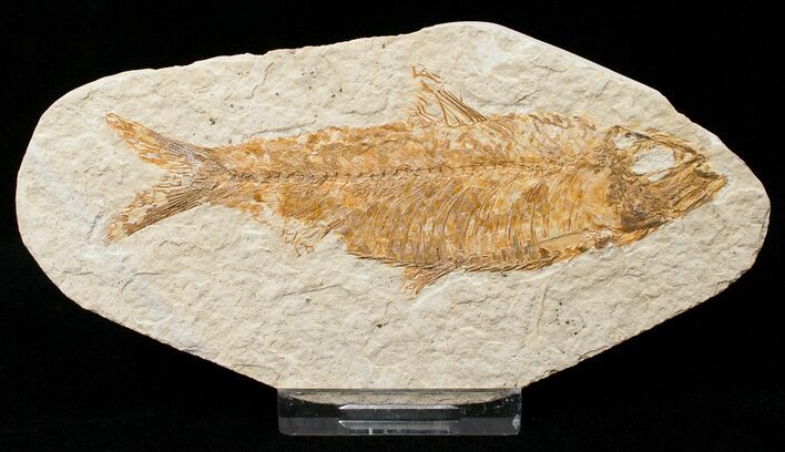 Bargain Knightia Fossil Fish - Wyoming #16462